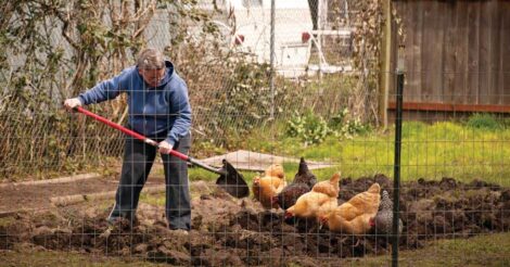 Backyard Chicken Basics Image